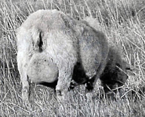 icelandic-sheep